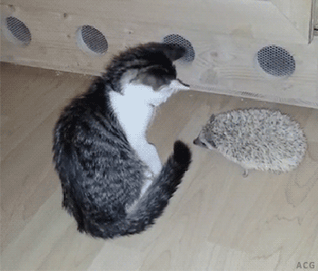 刺猬猫官网_搜索刺猬猫官网_刺猬猫这个平台怎么样