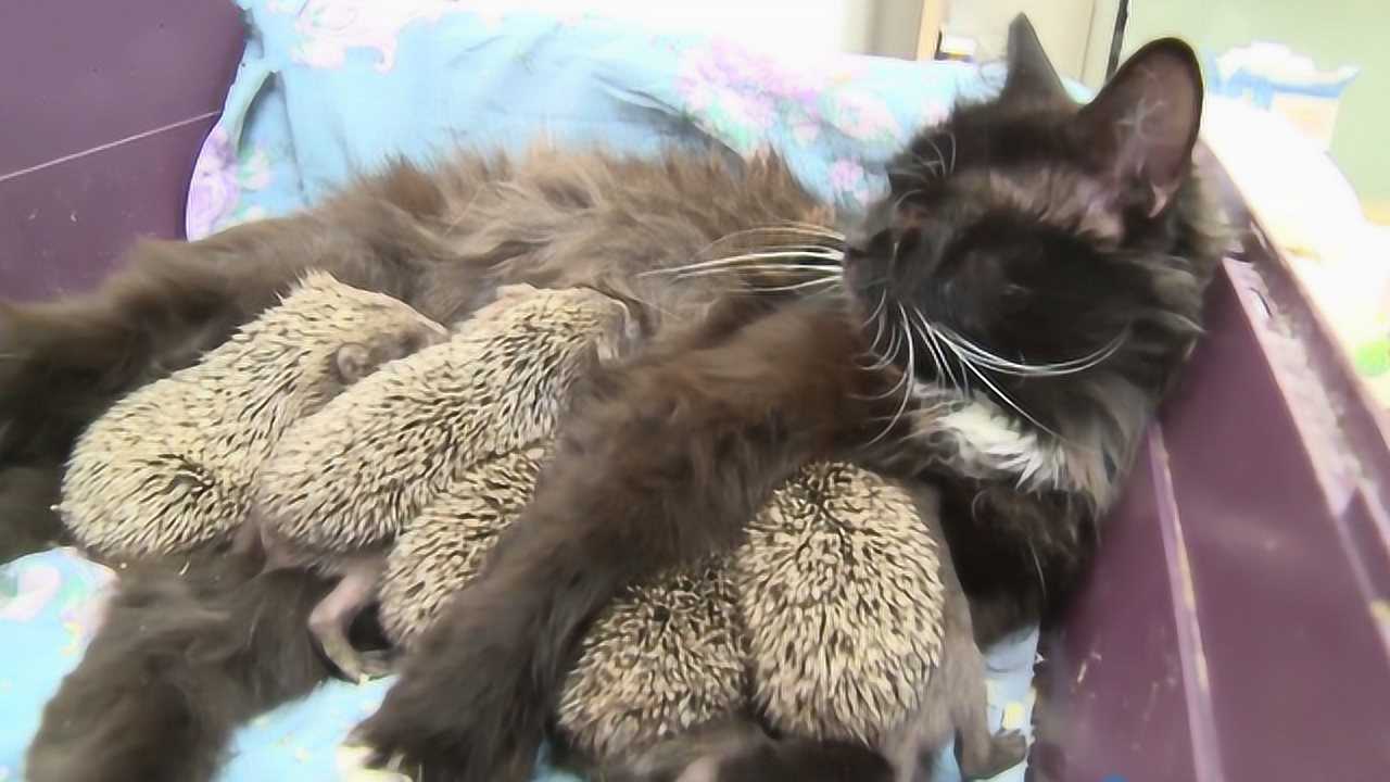 搜索刺猬猫官网_刺猬猫这个平台怎么样_刺猬猫官网