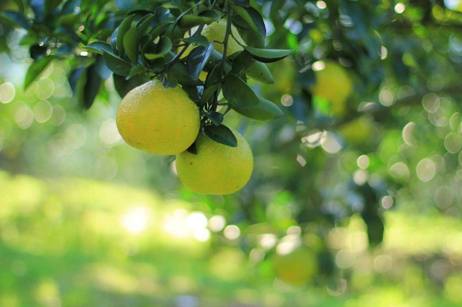 找出的字怎么写_柚找出18个字_找出柚字里面有多少字