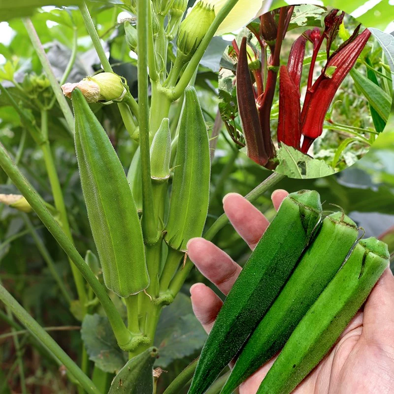 秋葵app下载站_秋葵下载app入口_秋葵app下载进入网址