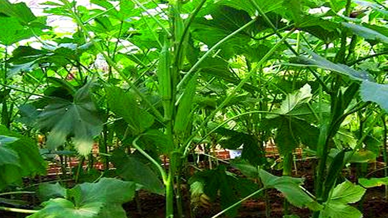 秋葵下载app入口_秋葵app下载进入网址_秋葵app下载站