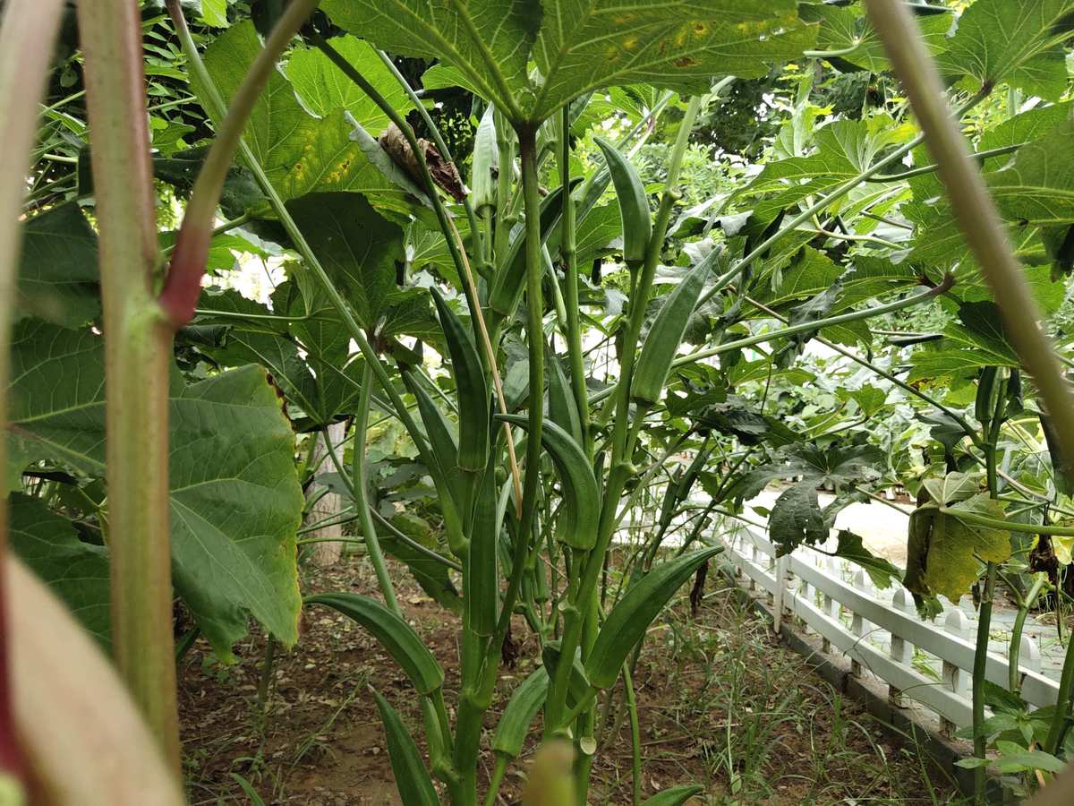 秋葵下载app入口_秋葵app下载站_秋葵app下载进入网址