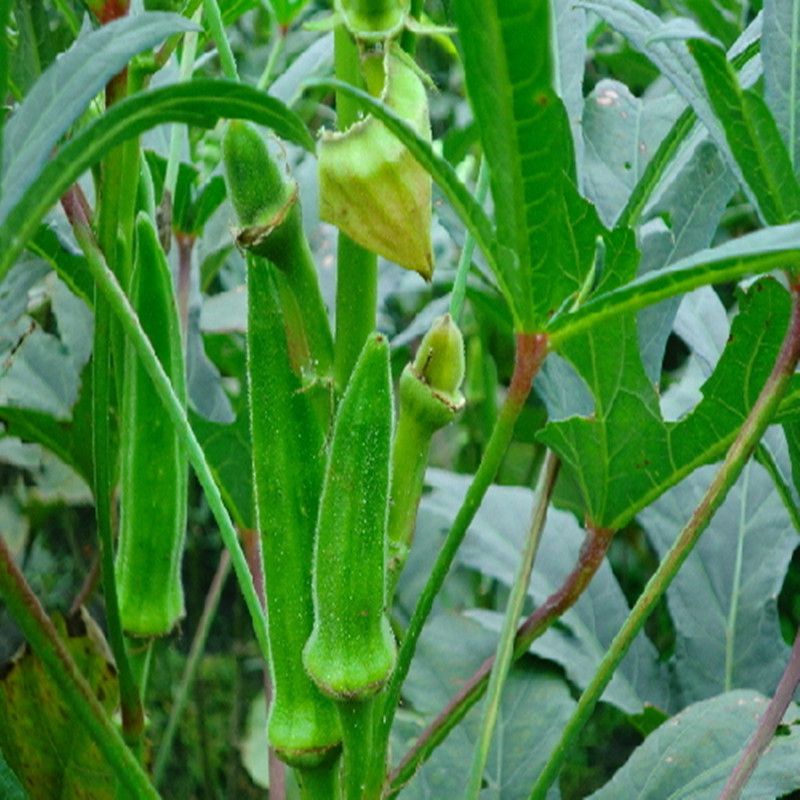 秋葵app下载站_秋葵app下载进入网址_秋葵下载app入口