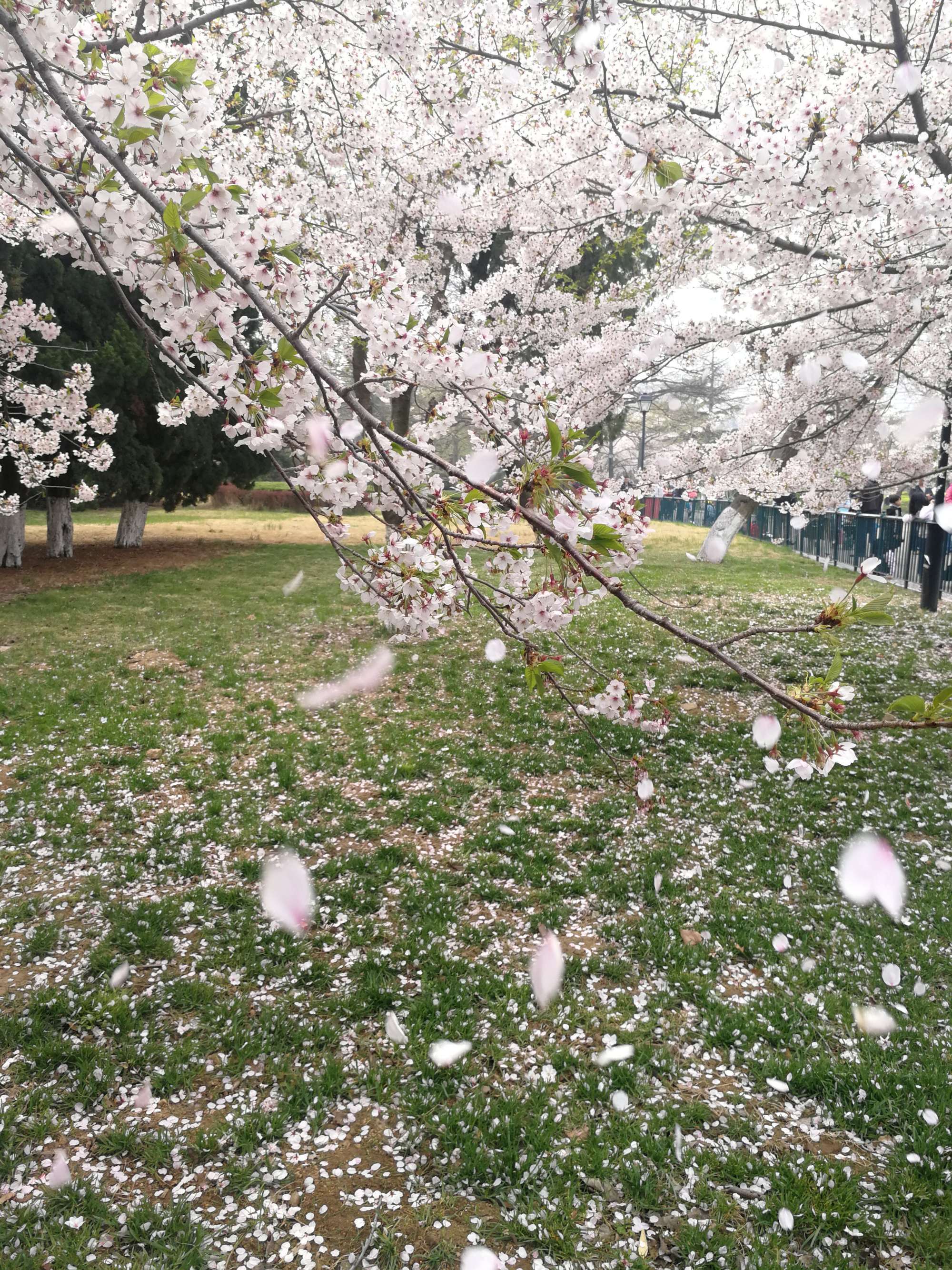 落花限制_落花限制_落花限制