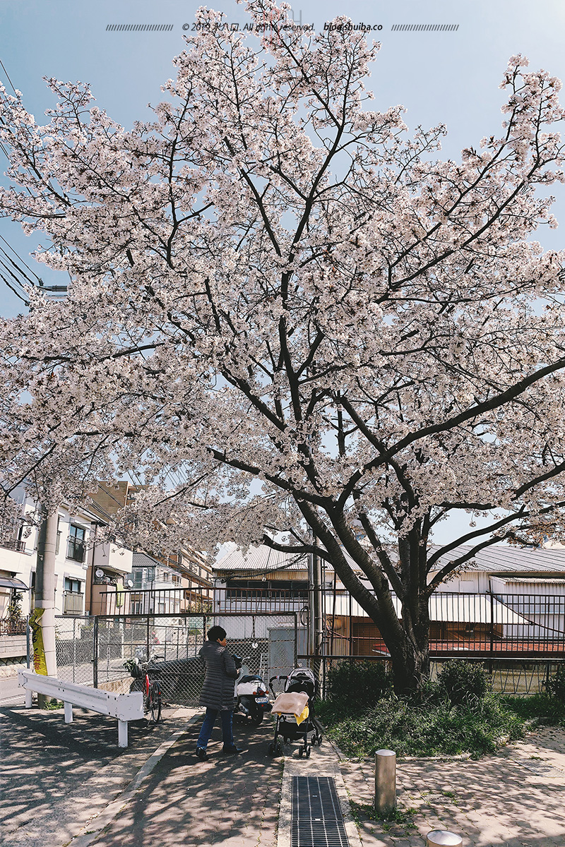 落花限制_落花限制_落花限制
