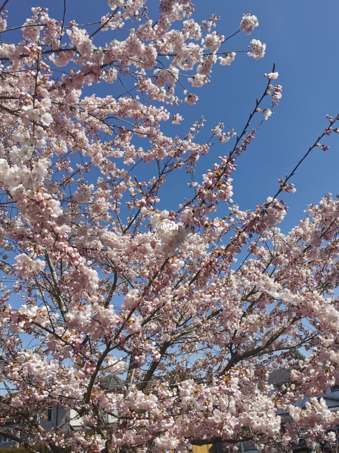 落花限制_落花限制_落花限制
