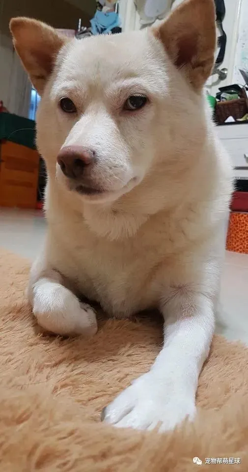 狗狗表情包图片搞笑_狗狗搞笑表情包gif_狗狗搞笑表情图片大全