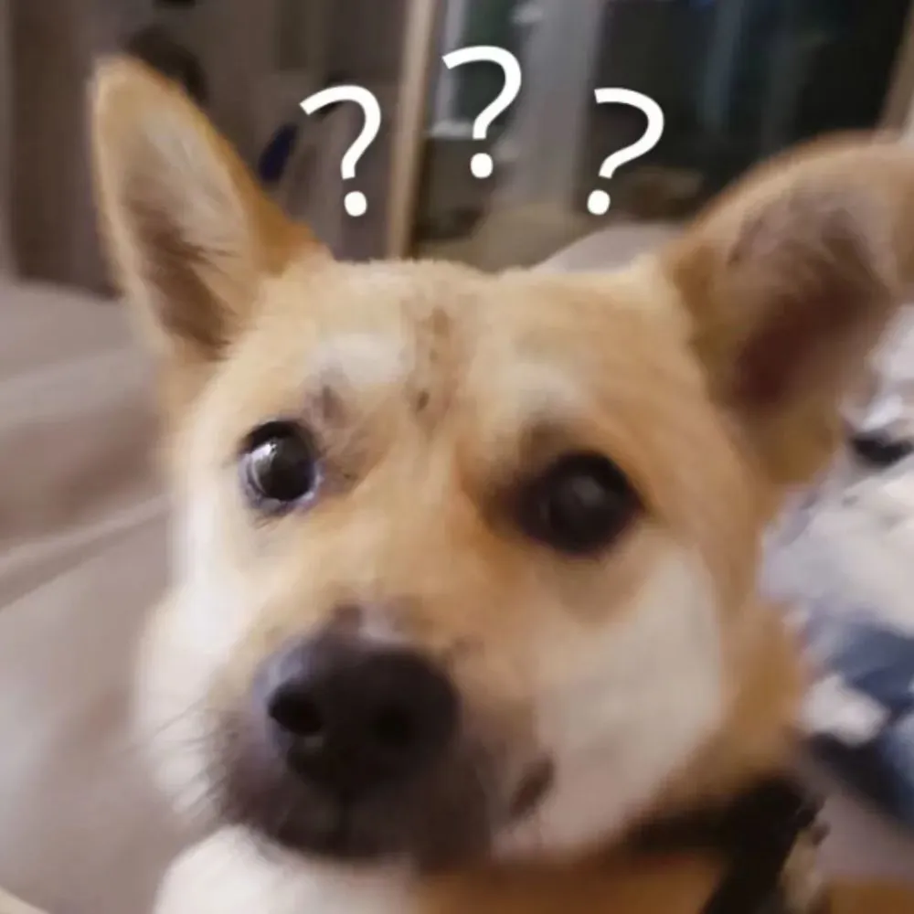 狗狗搞笑表情图片大全_狗狗表情包图片搞笑_狗狗搞笑表情包gif