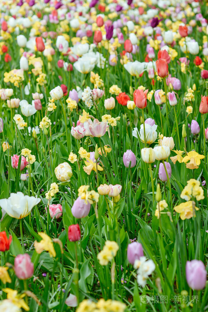 苹果手机 种花游戏_ios种花游戏_iphone种花游戏