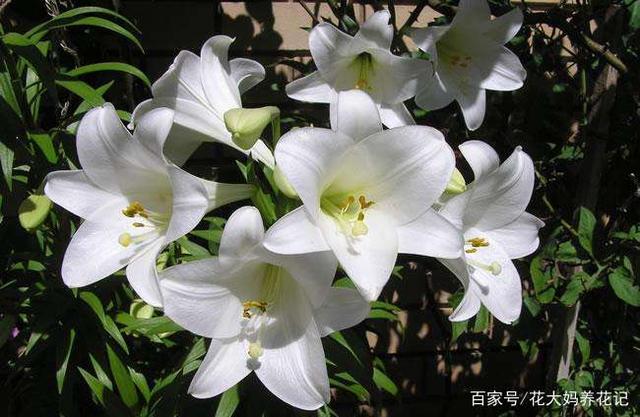 百合橘里橘气头像_百合大橘已定_橘小百合