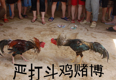 手机斗鸡扑克游戏_扑克牌斗鸡游戏_扑克斗鸡手机游戏大全