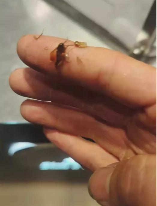 打虫子的手机游戏_虫子打虫子的游戏_手机打虫子游戏