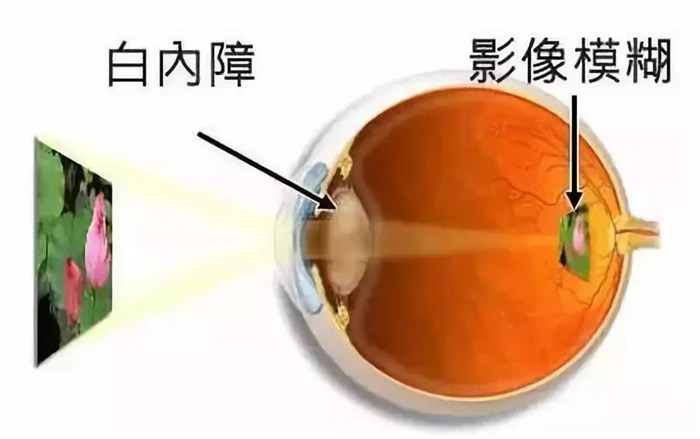 蓝瞳瞳_蓝瞳瞳_蓝瞳瞳