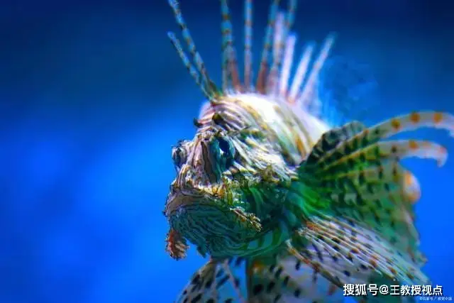 探秘深海神秘生物：巴劳鱵的生态习性与生存状态