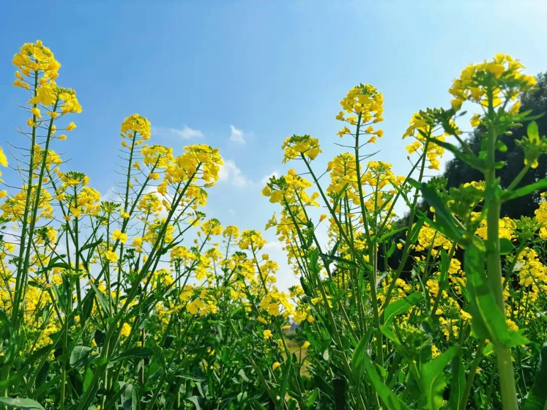 法定节假日2021年5月_5.1假期2021法定假日几天_国家法定假日5.1几天