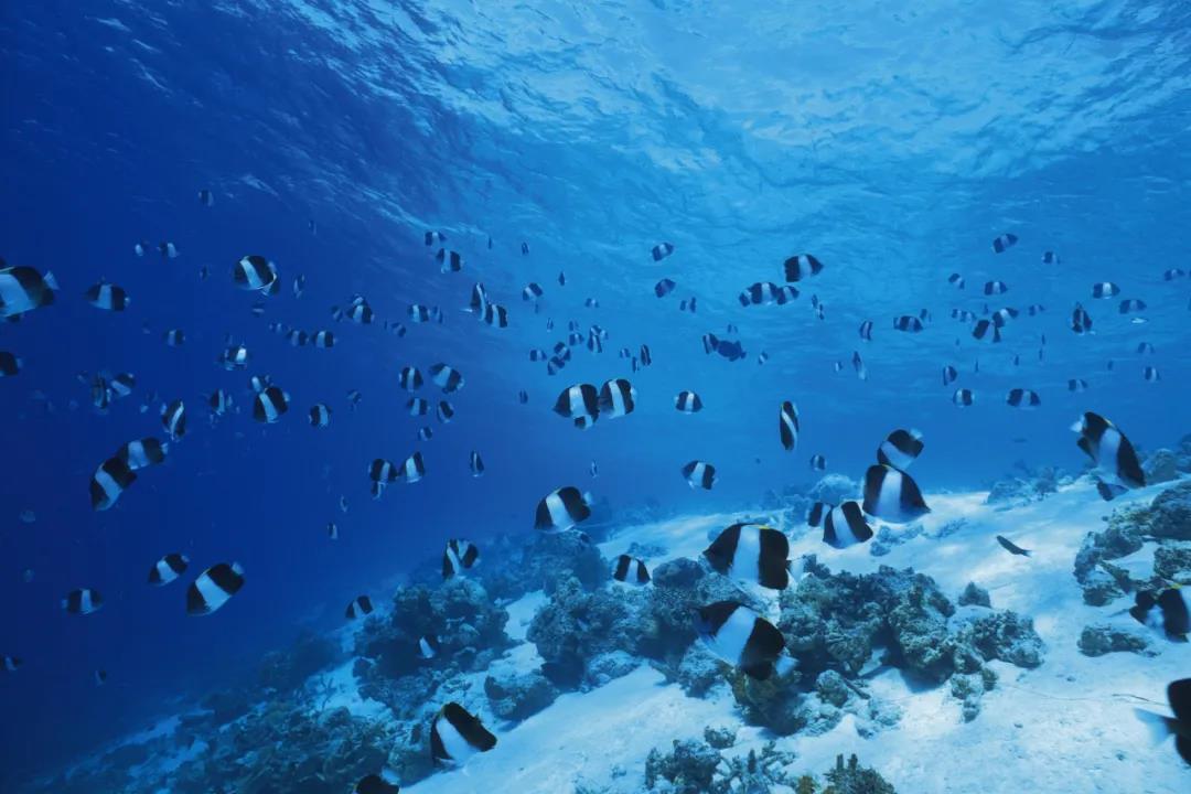 人形海象_人形海象豆瓣_人形海象最后为什么不变回人