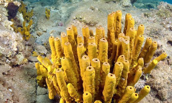 深海水族馆手机游戏_深海水族馆游戏攻略_深海水族馆安卓版