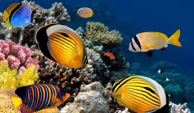 深海水族馆手机游戏_深海水族馆游戏攻略_深海水族馆安卓版