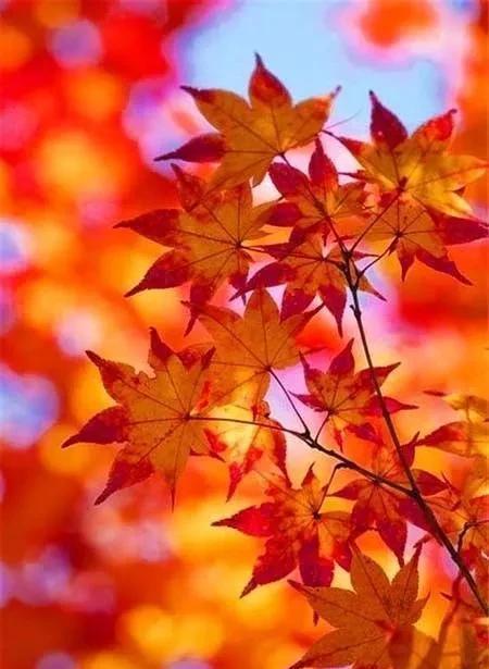うるや真帆_真帆_沢井真帆