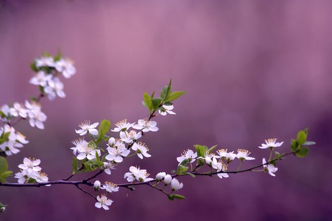 清明节插柳条是什么意思_清明节插柳的深意_清明节插柳的意思