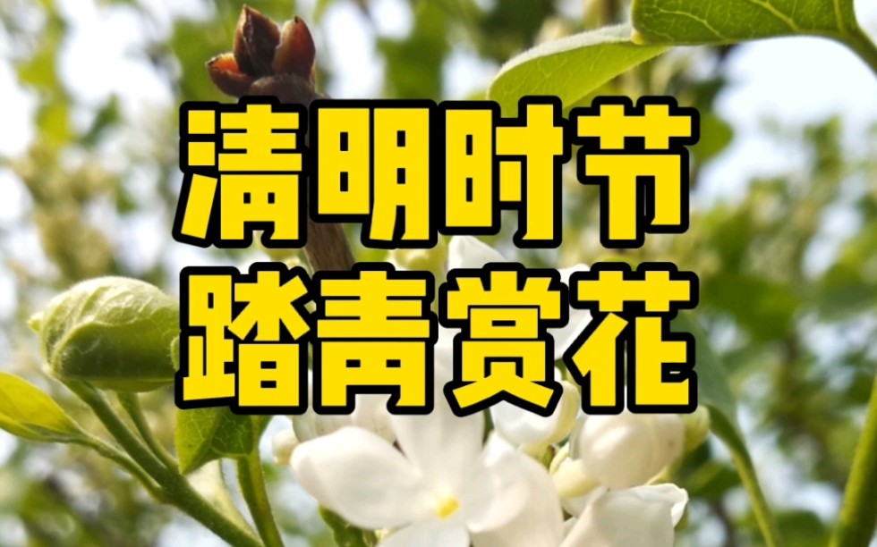 2031年清明放假_2023年清明放假_202l年清明放假